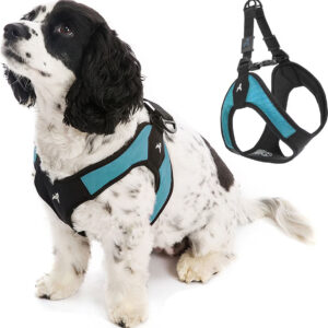 Kolay Takılabilen Köpek Tasması, Turkuaz, Küçük Boy: 16 ila 19,25 inç göğüs çevresi